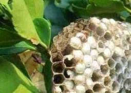 蜂房的功效与作用及药用价值（蜂房的功效与作用及药用价值是什么）