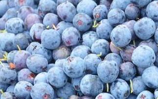 野生蓝莓和蓝莓的区别（野生蓝莓与种植的蓝莓有什么区别）
