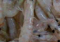 北极鳞虾的功效 北极鳞虾的功效与作用