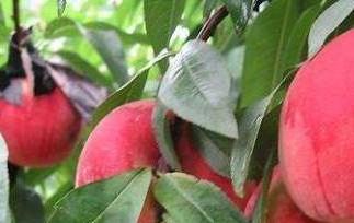 水蜜桃和毛桃的区别 水蜜桃和毛桃的区别在哪