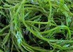螺旋藻怎么吃 斯维诗有机螺旋藻怎么吃