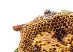 蜂房的功效与作用 蜂房的功效与作用图片