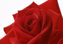乌丹玫瑰花与普通玫瑰的区别（玫瑰和牡丹一样吗）