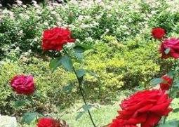 玫瑰花的种植方法和种植技术 玫瑰花的种植方法和种植技术有哪些