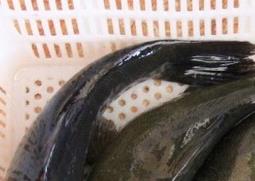 丁桂鱼的营养价值 丁桂鱼的营养价值功效