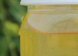 油菜花蜂蜜的功效与作用 油菜花蜂蜜的作用与功效与作用