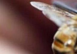 蜜蜂蛰了怎么办 蜂蛰了用什么办法最好