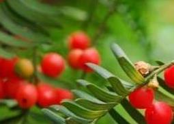 红豆杉树叶有什么作用与功效 红豆杉树叶有什么作用与功效与禁忌