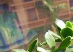 玉树花的养殖方法（玉树花的养殖方法和技术）