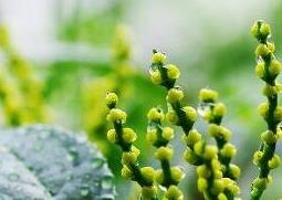 珠兰花的养殖方法和注意事项 珍珠兰花的养殖方法