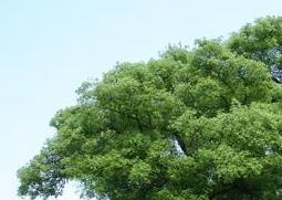 樟木的功效与作用 樟木的功效与作用,樟木的副作用