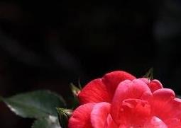 钻石玫瑰花的养殖方法和养殖技巧 钻石玫瑰花的养殖方法和养殖技巧图片