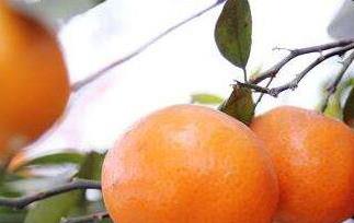 小红柑的功效与作用 小柑橘红茶的功效