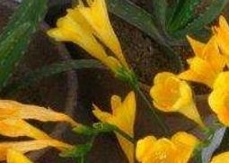 香水兰的养殖方法和注意事项 香水兰花养殖方法和注意事项
