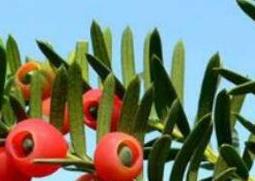 红豆杉的功效与作用及药用价值（红豆杉的功效与作用及药用价值图片）