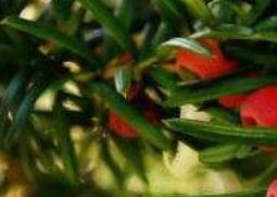 红豆杉木的功效与作用 红豆杉木的功效与作用及禁忌