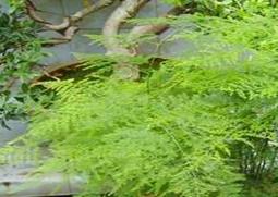 文竹植物叶子发黄怎么养