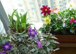 室内养花的禁忌有哪些 室内养花的禁忌有哪些植物