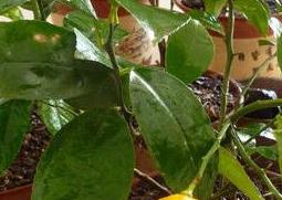 盆栽柠檬养殖方法及栽培注意事项 盆栽柠檬的养殖方法