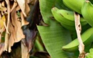 香蕉树芯怎么吃（香蕉树芯怎么吃效果好）