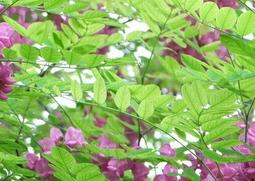 紫槐花的功效与作用 紫槐花的功效与作用图片