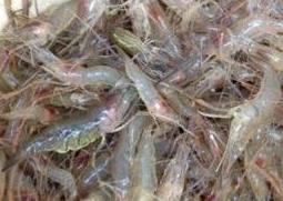 淡水虾和海水虾的区别（淡水虾和海水虾有什么区别）