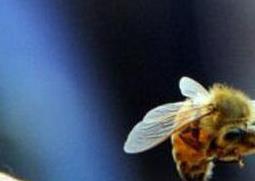 被蜜蜂蛰了怎么处理 被蜜蜂蛰了怎么处理好得快