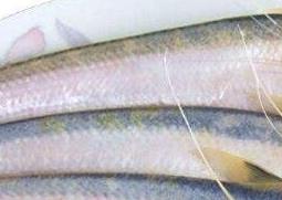 长江刀鱼的营养价值及功效