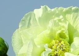 芙蓉花的功效与作用 芙蓉花的功效与作用及食用方法