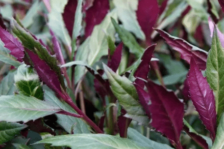 红凤菜的栽培技术介绍 红凤菜种植方法有哪些总结