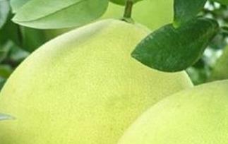 南康甜柚的功效与作用 赣南甜柚的作用与功效