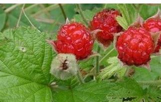 山莓和覆盆子的区别 山莓和覆盆子的区别图片