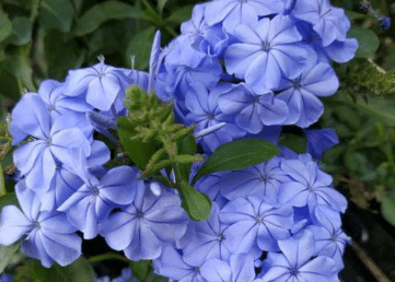 蓝雪花的种植方法 蓝雪花生长需要注意什么