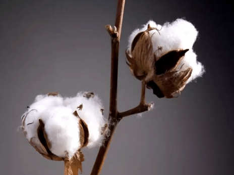 山东棉花备播和播种技术 棉花种植方法技巧总结