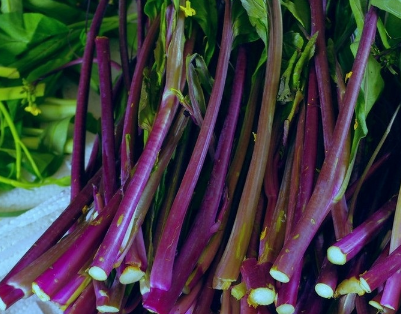 种植红菜苔需要掌握的高产技巧有哪些，红菜苔好养吗，怎么养护