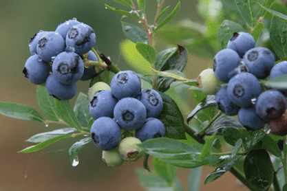 庭院蓝莓怎样种植，有啊那些养护方法要掌握