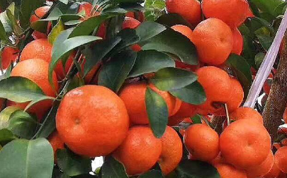 金秋砂糖橘这个品种怎样，好不好种（金秋砂糖橘好吃吗）