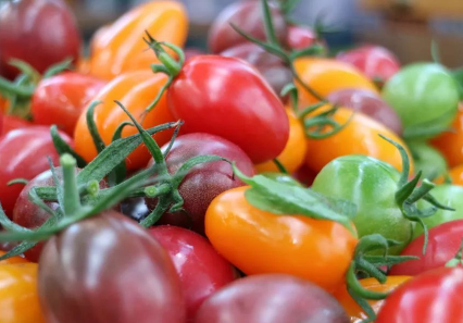 家庭七彩小番茄种植高产优质管理技术，种植方法有哪些