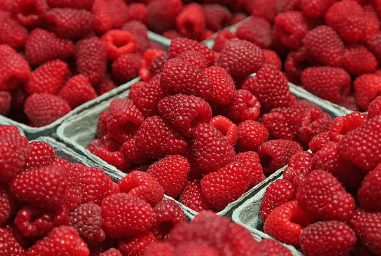 树莓育苗方法简介，树莓应该好养吗，怎么养殖好