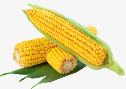 玉米如何科学种植，玉米种植方法 种植玉米的技术和方法