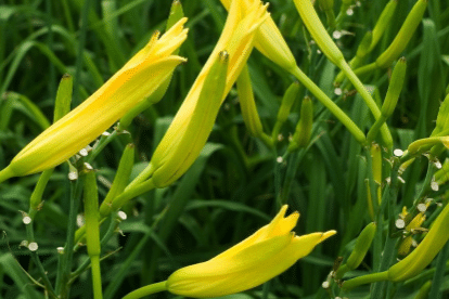金针菜的栽培技术介绍，金针菜应该好养吗，怎么养殖