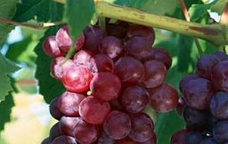 奥山红宝石葡萄的功效与作用 奥山红宝石葡萄的功效与作用