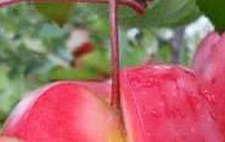 瑞士红苹果的功效与作用 美国红莓的功效与作用