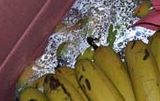 如何辨别催熟香蕉 香蕉怎么看是不是催熟