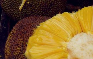 木菠萝的营养价值和功效 木菠萝的营养价值和功效与禁忌