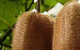 金魁猕猴桃的功效与作用 金魁猕猴桃的功效与作用禁忌