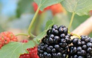 黑莓果的营养价值 黑莓果的营养价值及功效