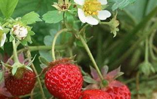 草莓怎么种植（草莓怎么种植方法 在家）