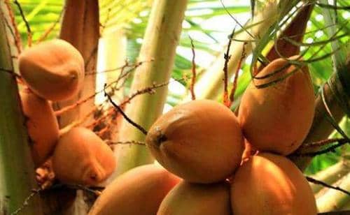 红椰子的功效与作用，吃红椰子的好处有哪些
