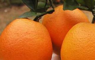 纽荷尔脐橙的功效与作用 纽荷尔脐橙简介及作用